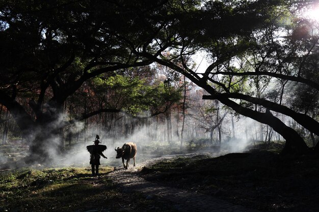 Fascinante vista de un hombre chino con una vaca en el bosque durante el amanecer en Xia Pu, China