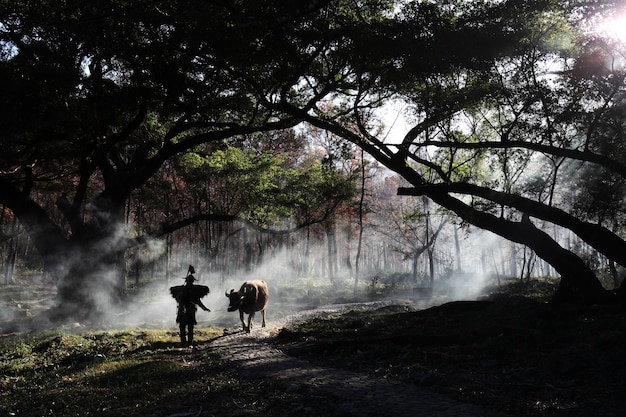 Fascinante vista de un hombre chino con una vaca en el bosque durante el amanecer en Xia Pu, China