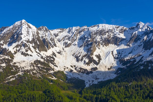 Fascinante vista de las montañas rocosas cubiertas de nieve con árboles en primer plano