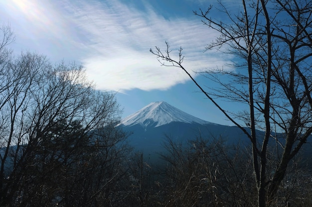 Fascinante vista del monte Fuji bajo el cielo azul con árboles en primer plano