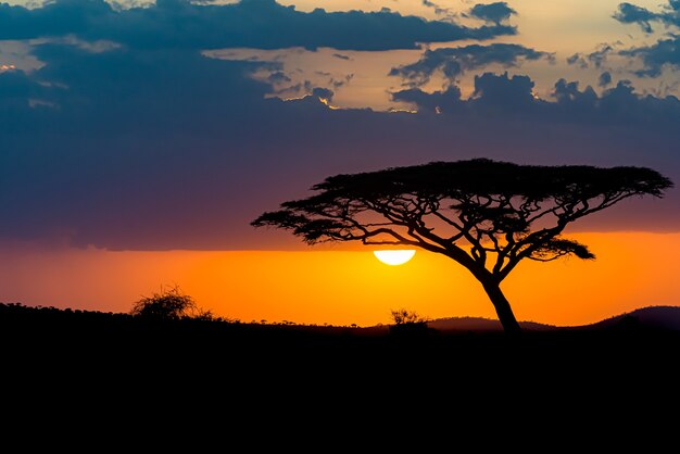 Fascinante vista de la silueta de un árbol en las llanuras de la sabana durante la puesta de sol