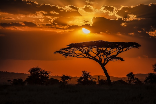 Fascinante vista de la silueta de un árbol en las llanuras de la sabana durante la puesta de sol