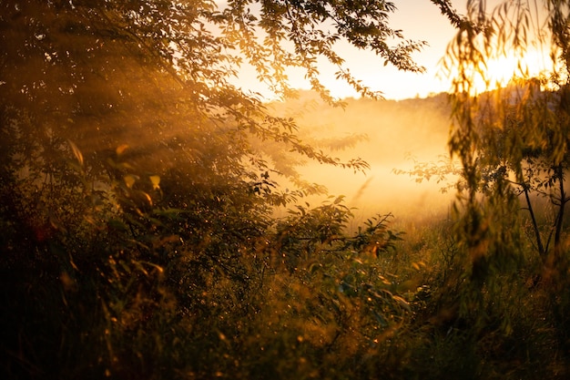 Fascinante vista del sol dorado que brilla a través de los hermosos sauces en el bosque