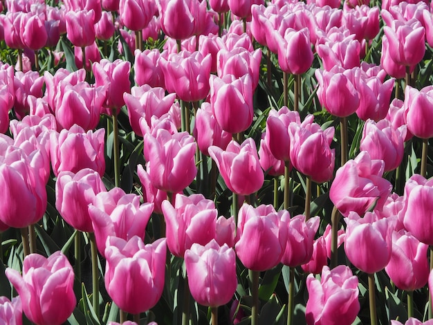 Fascinantes plantas con flores de Tulipa Sprengeri en el medio del campo