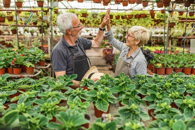 Felices jardineros maduros dándose cinco entre ellos mientras trabajan con plantas en un invernadero