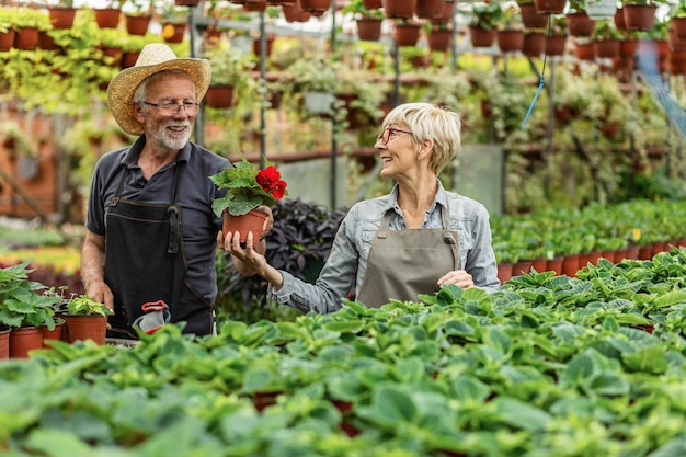 Felices propietarios de invernaderos mayores que se comunican mientras trabajan juntos y cuidan las flores El foco está en la mujer
