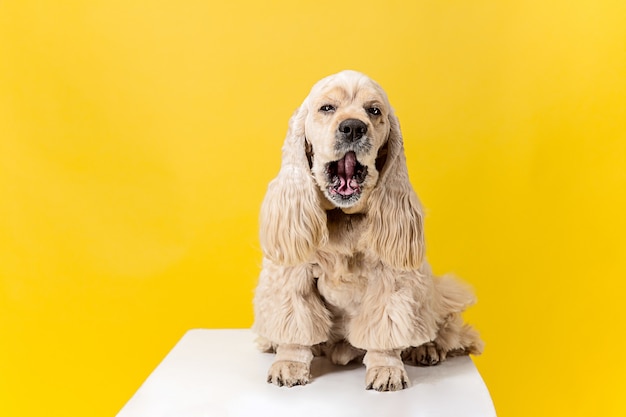 Felicidad. Cachorro de perro de aguas americano. Lindo perrito o mascota mullida arreglada está sentada aislada sobre fondo amarillo. Foto de estudio. Espacio negativo para insertar su texto o imagen.