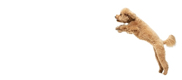 Felicidad. Lindo perrito dulce de perro marrón Maltipoo o mascota posando aislado en la pared blanca. Concepto de movimiento, amor de mascotas, vida animal. Parece feliz, gracioso. Copyspace para anuncio. Jugando, corriendo.