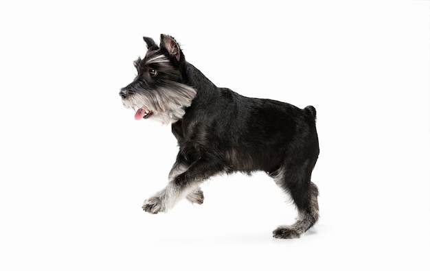 Felicidad. Lindo perrito dulce de perro Schnauzer miniatura o mascota posando aislado en la pared blanca. Concepto de movimiento, amor de mascotas, vida animal. Parece feliz, gracioso. Copyspace para anuncio. Jugando, corriendo.