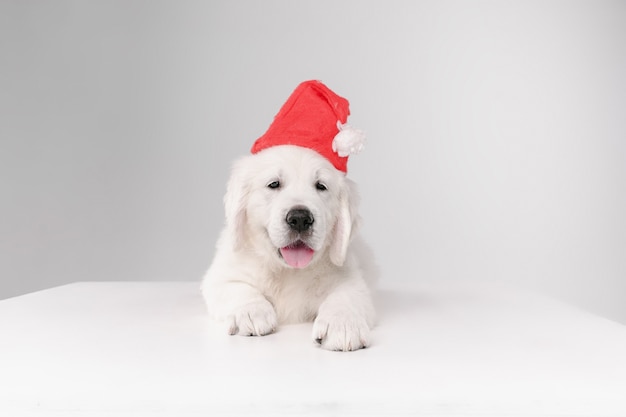 Foto gratuita feliz año nuevo. golden retriever crema inglés. lindo perrito o mascota juguetón se ve lindo en la pared blanca. concepto de movimiento, acción, movimiento, perros y mascotas aman. llevando el sombrero de santa