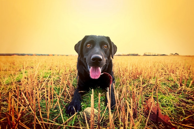 Feliz labrador negro.