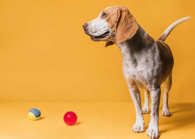 Feliz lindo perro y pelotas de goma