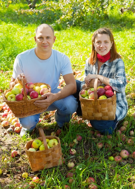 Feliz pareja con la cosecha de manzanas