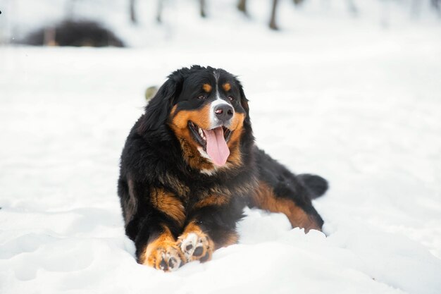 Feliz perro de montaña de Bernese se sienta en la nieve en un parque de invierno