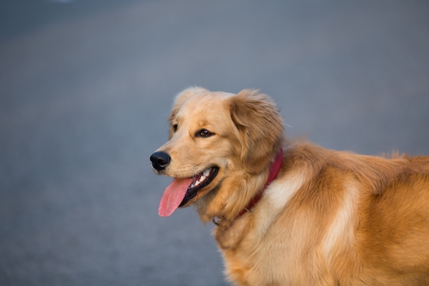 Feliz perros jugando en un parque