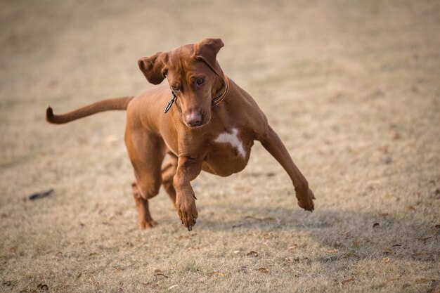 Feliz perros jugando en un parque