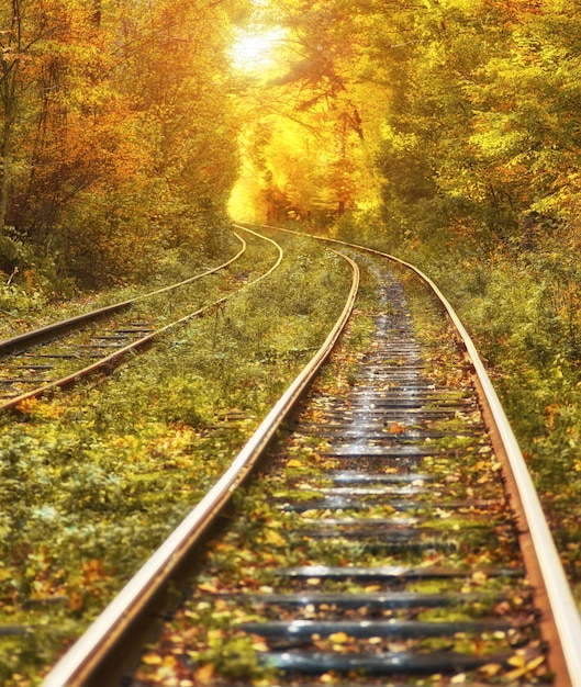 Ferrocarril abandonado bajo el túnel de árboles de colores otoñales