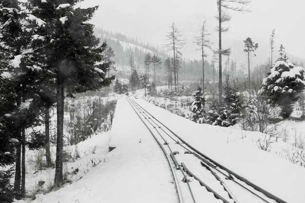 Ferrocarril en bosque de hoja perenne de invierno