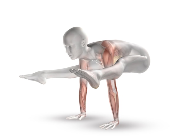 Figura femenina 3D con mapa muscular en posición de yoga.