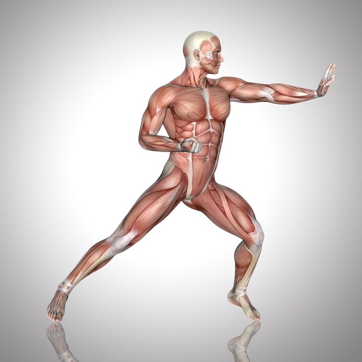 Foto gratuito figura masculina 3d con mapa muscular en pose de karate