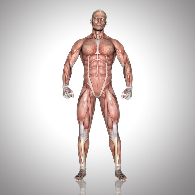 Foto gratuita figura masculina 3d con mapa muscular en pose de pie