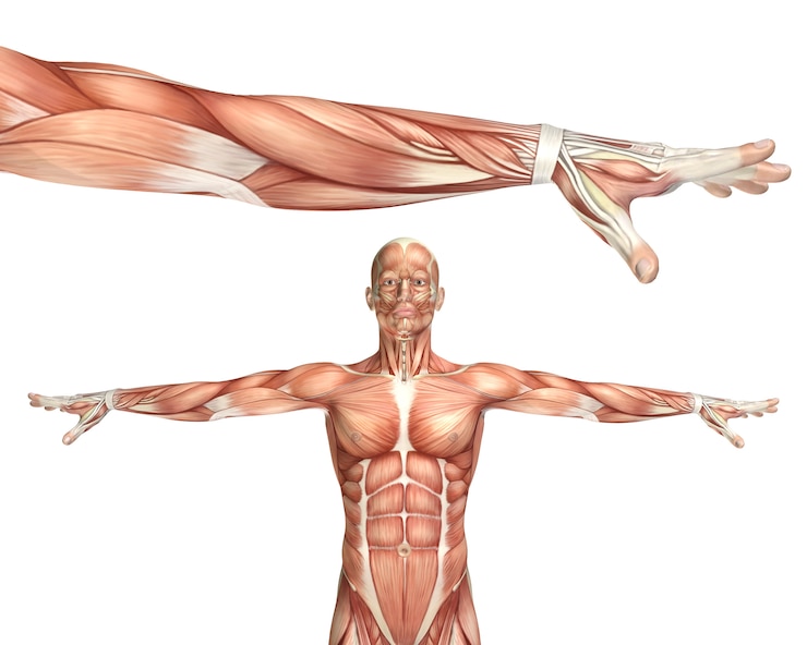 Foto gratuito figura médica 3d mostrando la pronación del codo.
