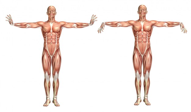 Figura médica 3D que muestra la extensión y flexión de la muñeca.