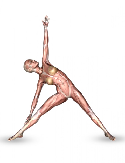 Figura médica femenina 3D con mapa muscular en pose de yoga