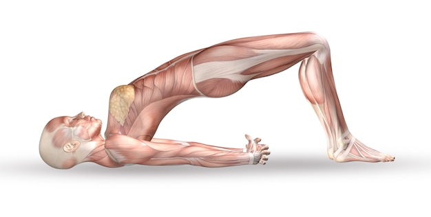 Figura médica femenina 3D con mapa muscular en posición de yoga
