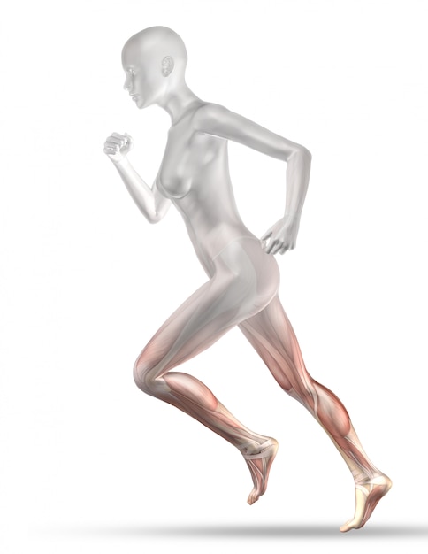 Figura médica femenina 3D con mapa parcial de músculo trotar