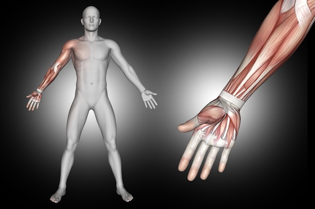 Figura médica masculina 3D con músculos del brazo resaltados