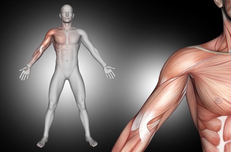 Foto gratuito figura médica masculina 3d con músculos del hombro resaltados