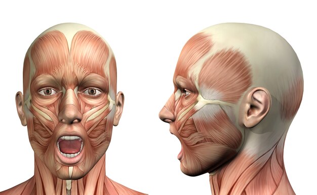 Figura médica masculina 3D que muestra una depresión mandibular frontal y una vista lateral