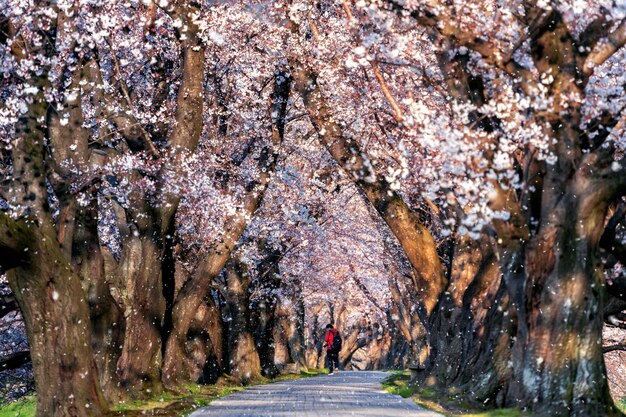 Fila de árbol de flor de cerezo con pétalos de flor de cerezo cayendo en primavera, Kyoto en Japón.