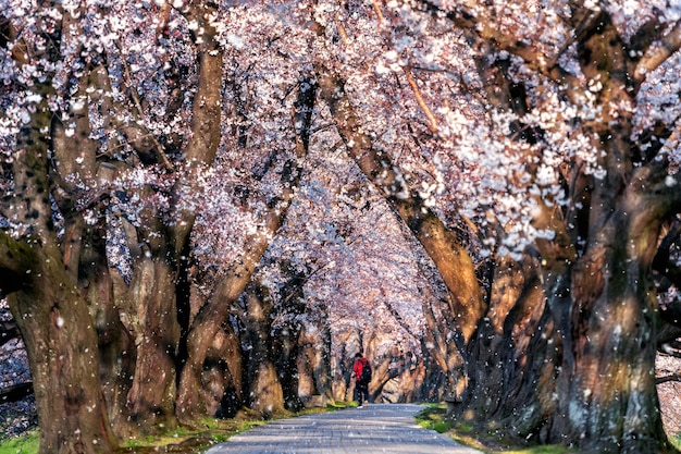 Fila de árbol de flor de cerezo con pétalos de flor de cerezo cayendo en primavera, Kyoto en Japón.