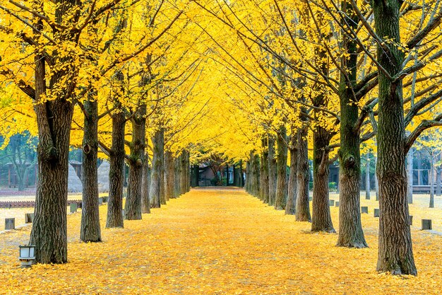 Fila de árbol de ginkgo amarillo en la isla de Nami, Corea