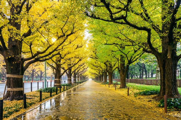 Fila de árbol de ginkgo amarillo en otoño. Parque de otoño en Tokio, Japón.