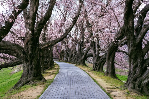 Fila de cerezos en flor en primavera, Kyoto en Japón.