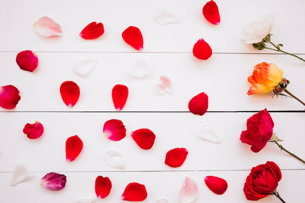 Foto gratuita fila de flores cerca de pétalos rojos