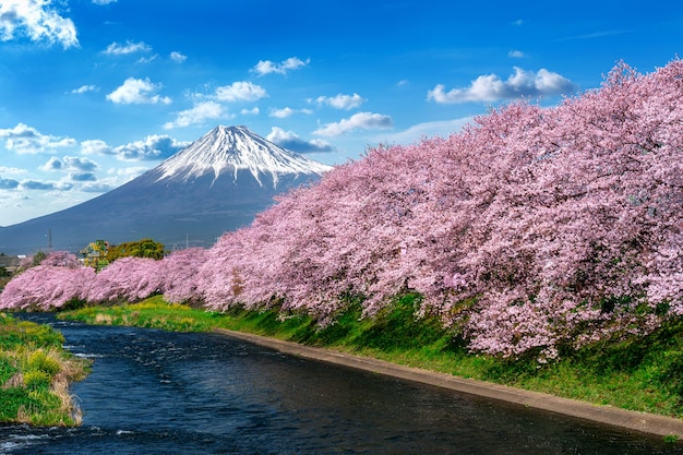 Fila de flores de cerezo y montaña Fuji en primavera, Shizuoka en Japón.