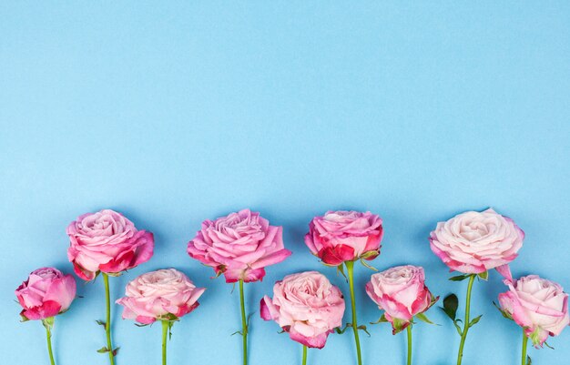 Fila de flores rosadas dispuestas en superficie azul