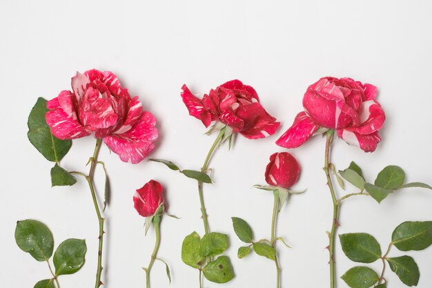 Fila de hermosas flores rojas