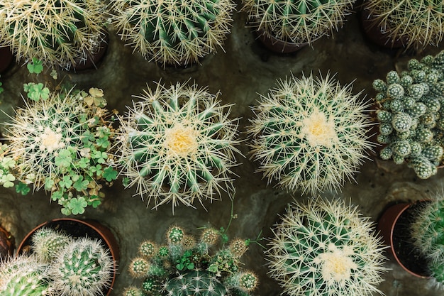 Fila de plantas suculentas con pinchos