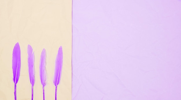 Foto gratuita fila de plumas de color púrpura en el fondo dual