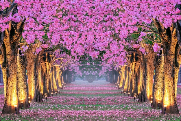 Filas de árboles de hermosas flores rosadas.