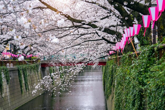 Filas de cerezos en flor a lo largo del río Meguro en Tokio, Japón