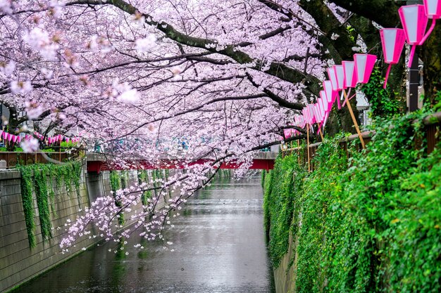 Filas de flor de cerezo a lo largo del río Meguro en Tokio, Japón