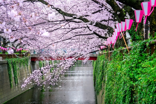 Filas de flor de cerezo a lo largo del río Meguro en Tokio, Japón