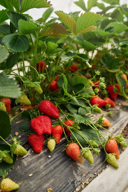 Filas de fresas orgánicas frescas que crecen en invernadero