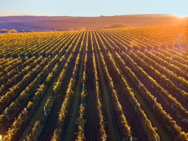 Filas de viñedos verdes y rojos al atardecer en Moldavia, sol anaranjado brillante